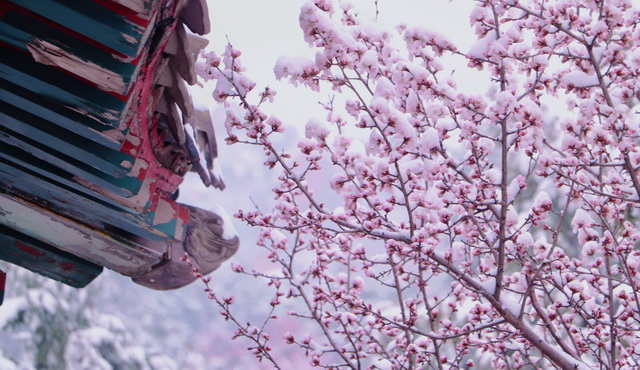 當春花遇上春雪，看京城別樣的詩意與浪漫