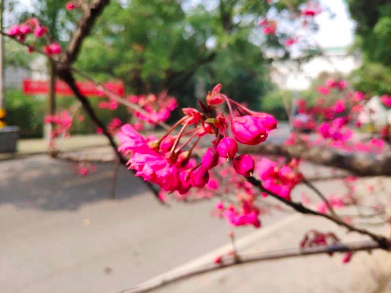 武汉大学的樱花开了！网友：突然想哭