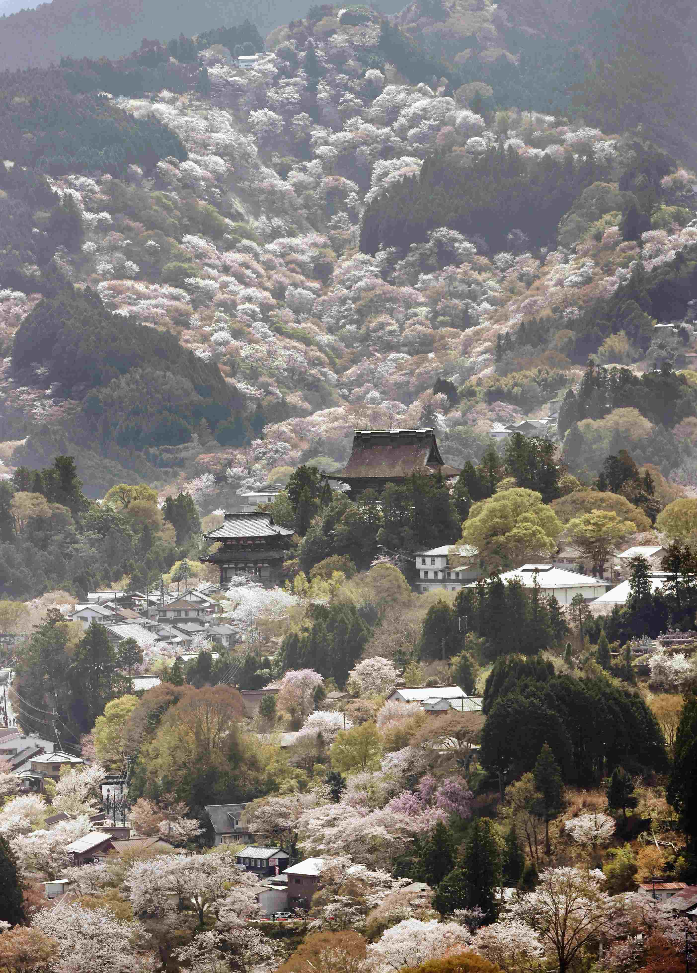 漫山遍野粉色海洋俯瞰日本奈良吉野山樱花盛放