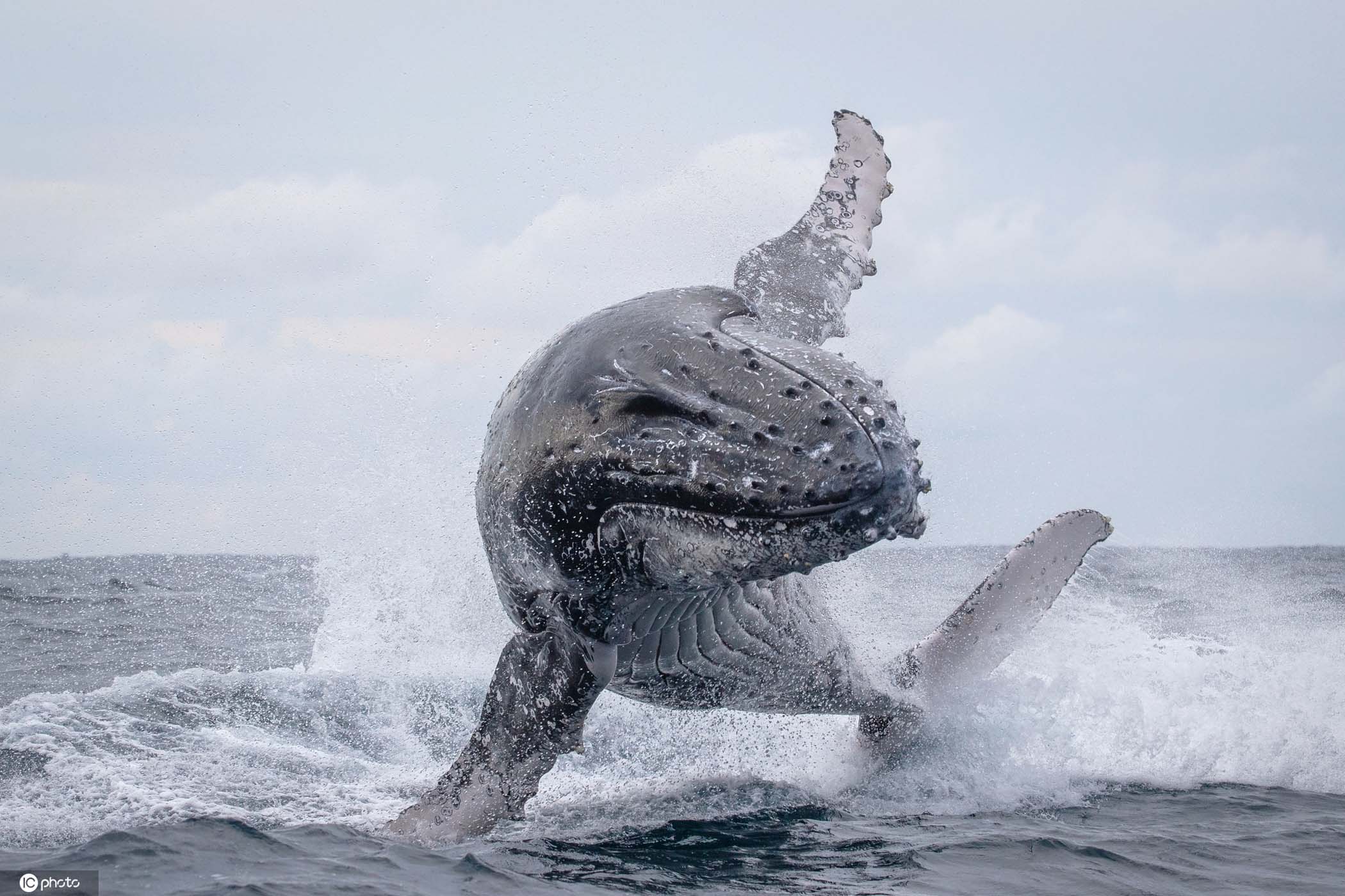 【动物世界】久别重逢对人类超友好鲸鱼腾空跃出水面"
