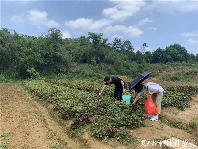 武汉寺庙佛系蔬菜走红，预约太火爆&quot;在线卑微求冷静&quot;