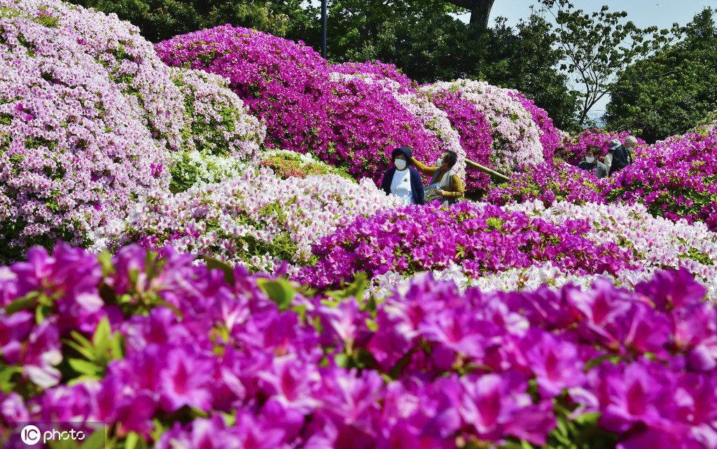 日本爱知县举行杜鹃花节 约3000株杜鹃花绚烂盛开