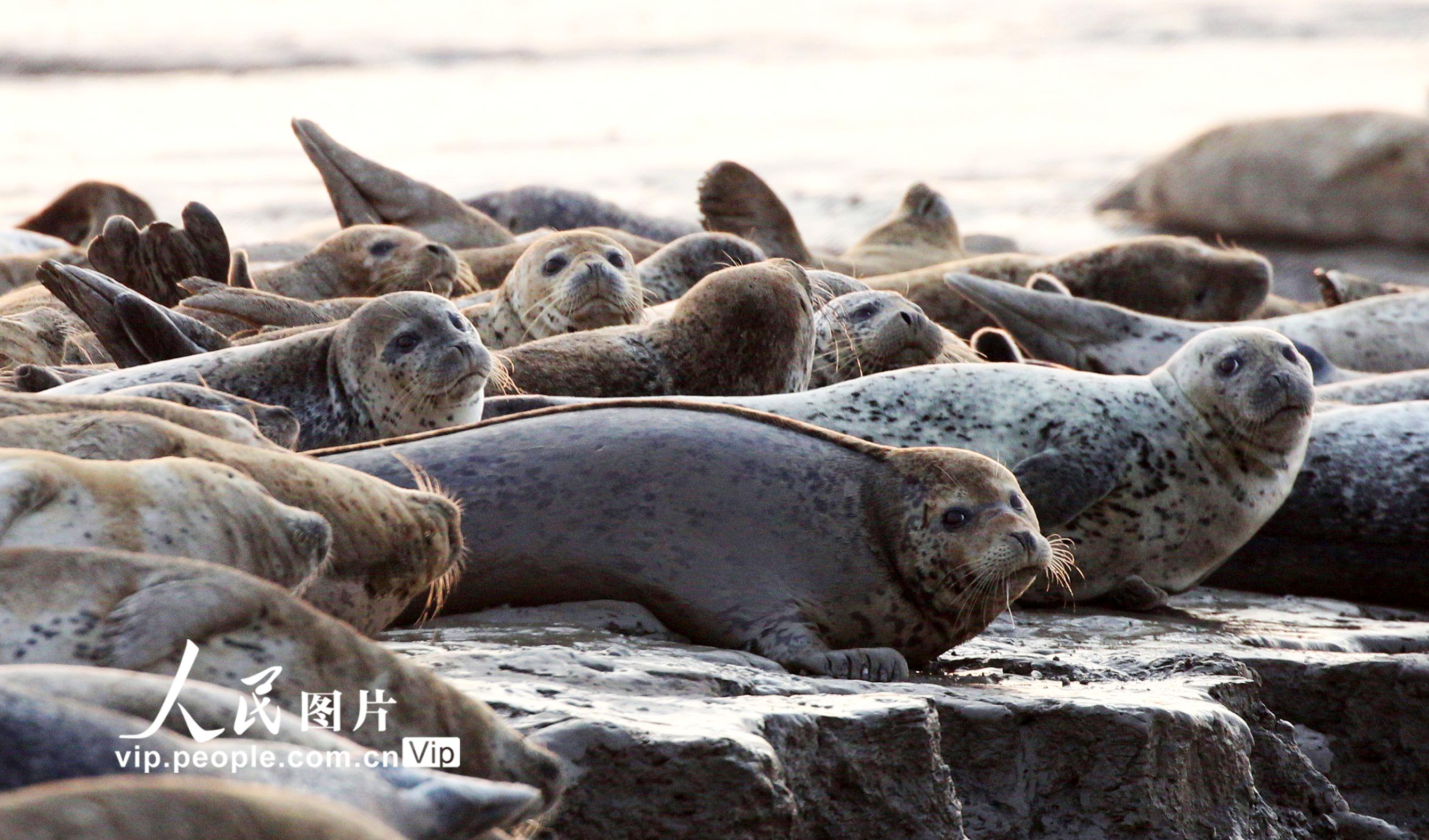 辽宁盘锦辽东湾斑海豹