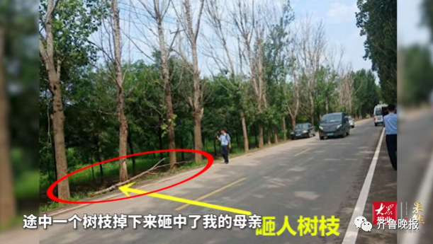 天降枯树枝砸死过路六旬老太，这事谁来管？