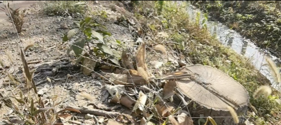 天降枯树枝砸死过路六旬老太，这事谁来管？