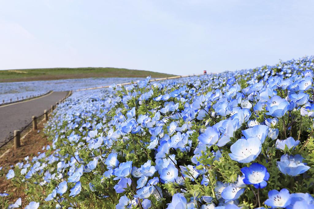 日本日立海滨公园粉蝶花盛开 蓝色花海引人沉醉
