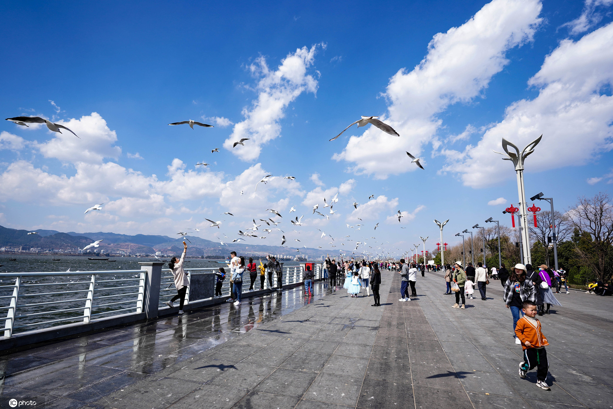 云南昆明市民到海埂大坝喂鸥观景