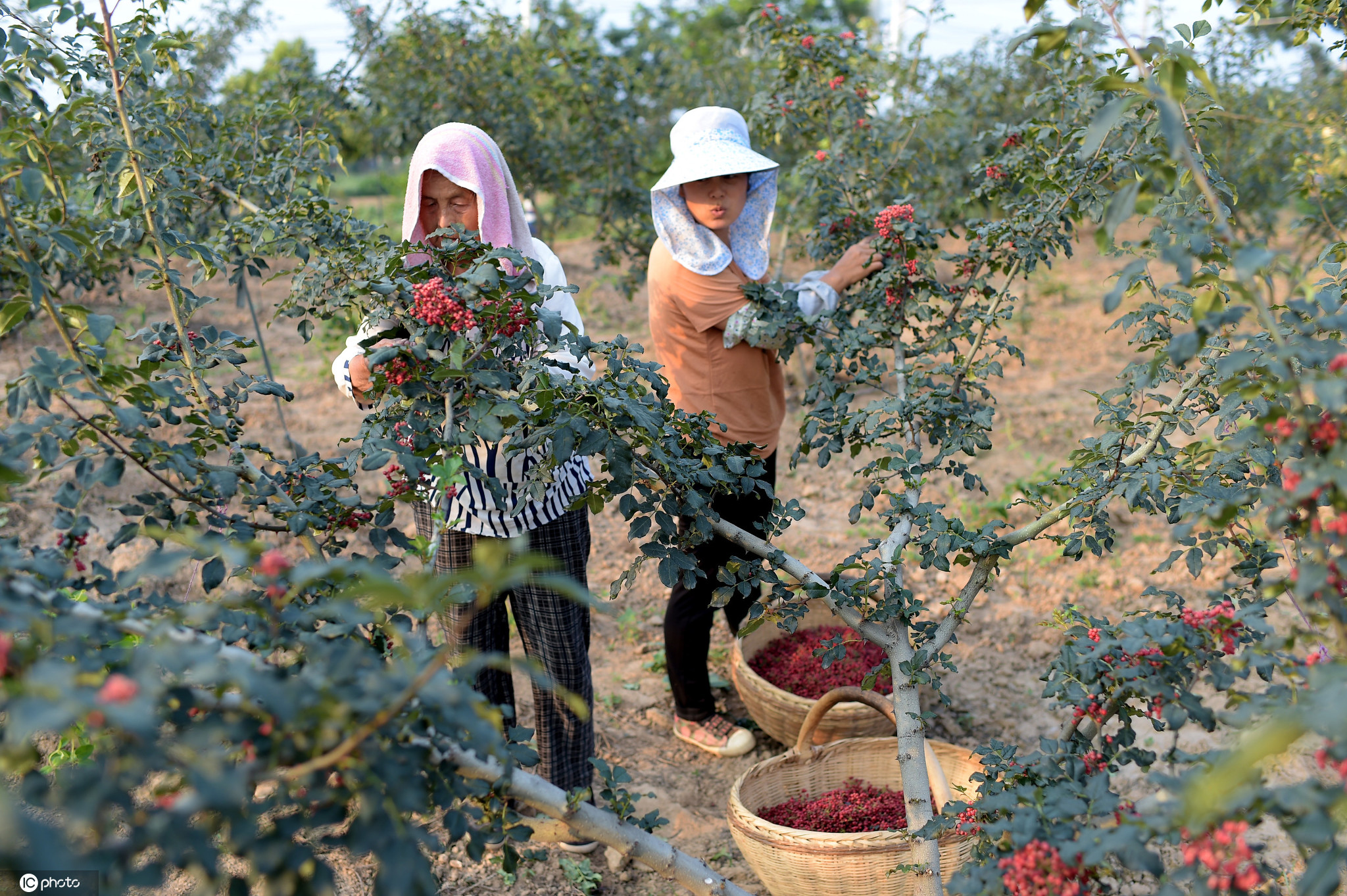 陕西潼关:花椒产业铺就致富路