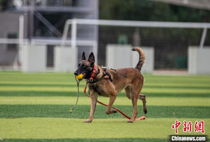 直击武汉搜救犬训练玩转十八般武艺