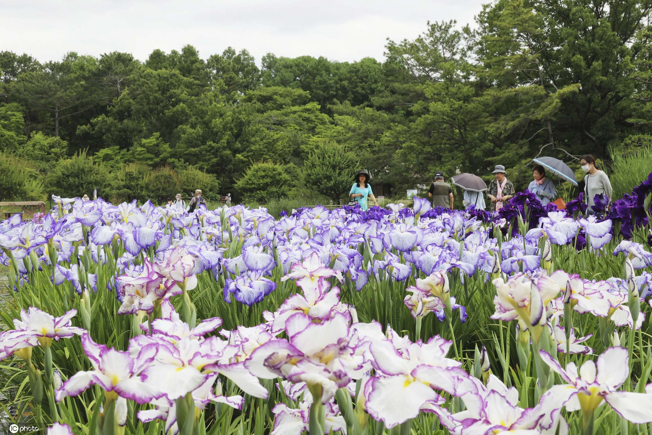 日本鸢尾花盛开 夏日紫色小花清新淡雅