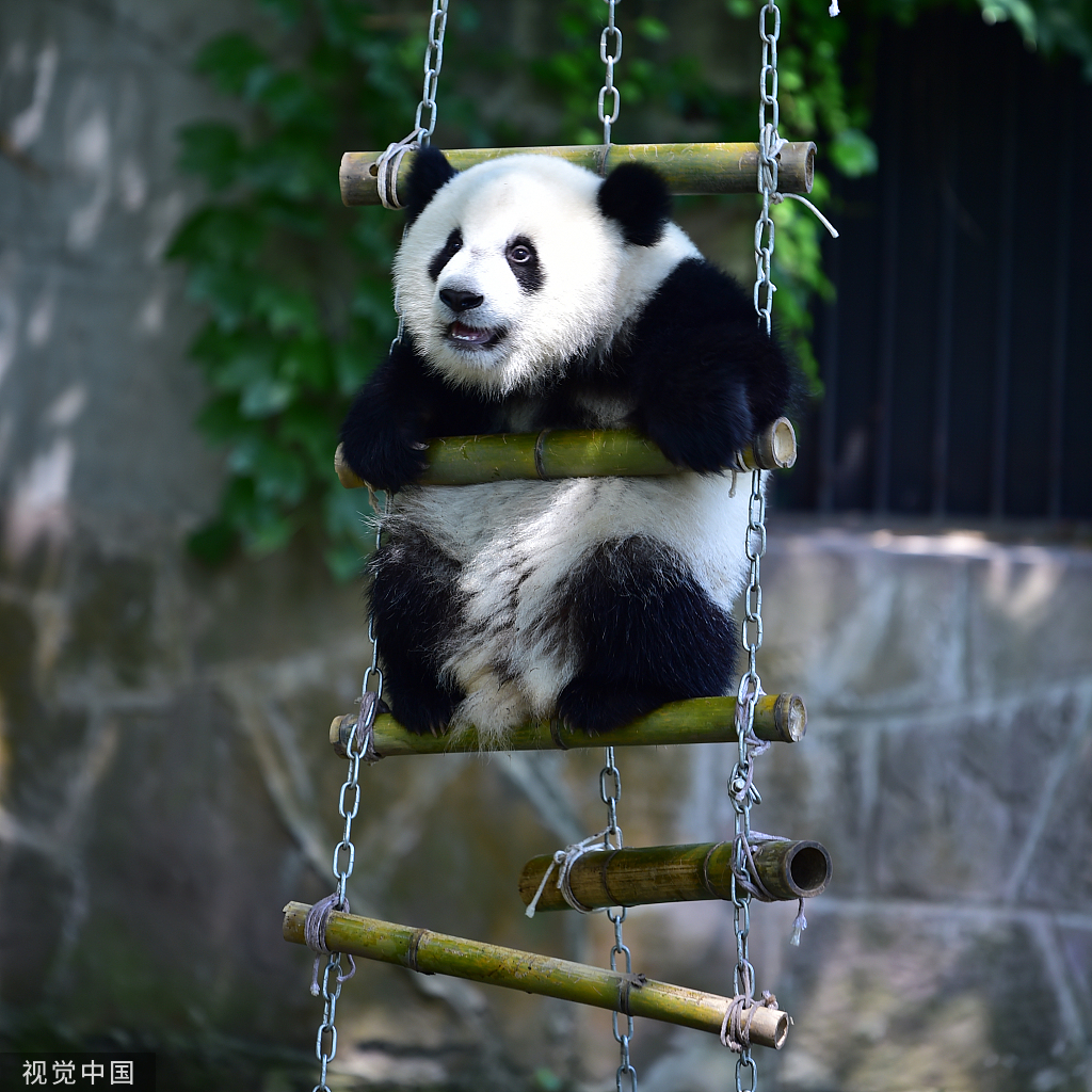 卖萌日!看大熊猫表演真正的"萌杀术"