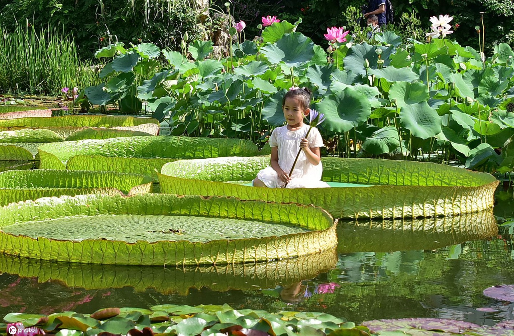 北京植物园王莲正在盛花期 小朋友坐王莲叶子上