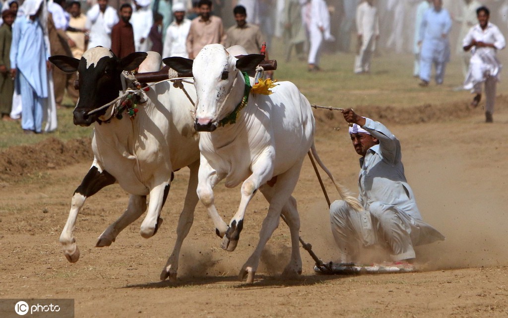 惊险又刺激巴基斯坦举行公牛奔跑赛