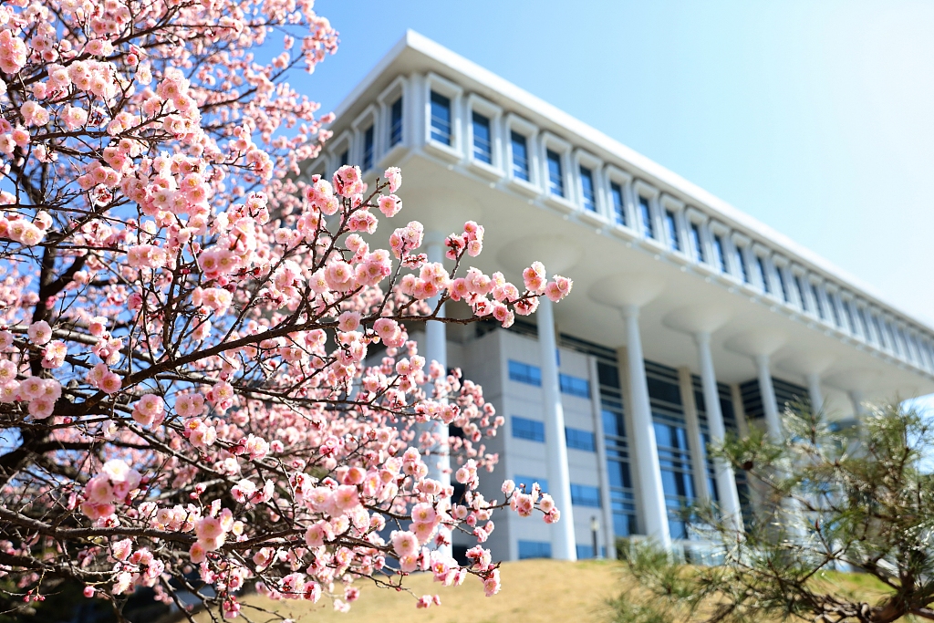 春天到来  韩国全南大学梅花绽放