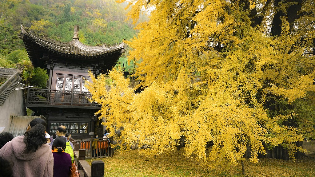 西安:古观音禅寺千年银杏树进入观赏期