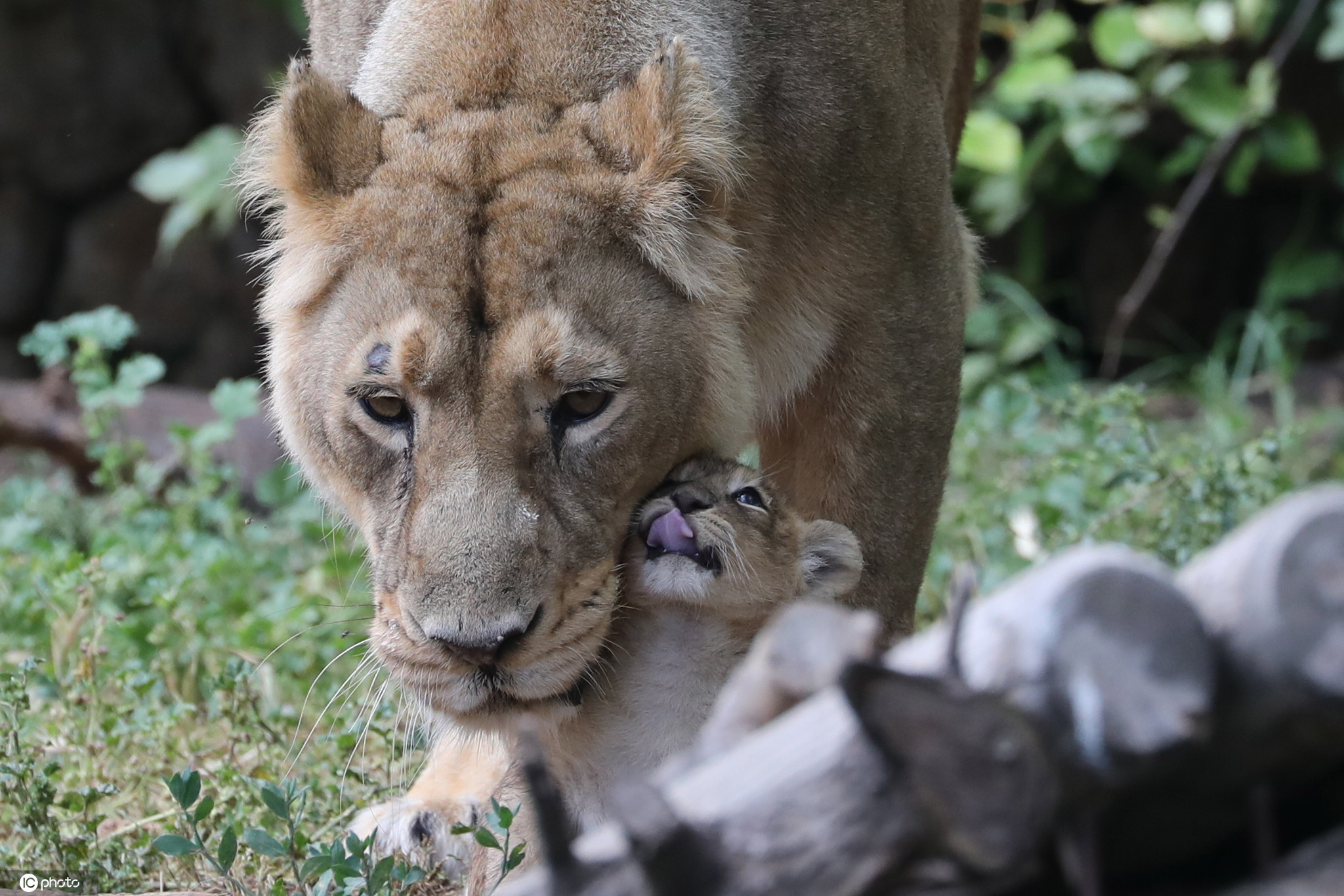 猛兽带娃也温柔!以色列动物园母狮叼幼崽亮相
