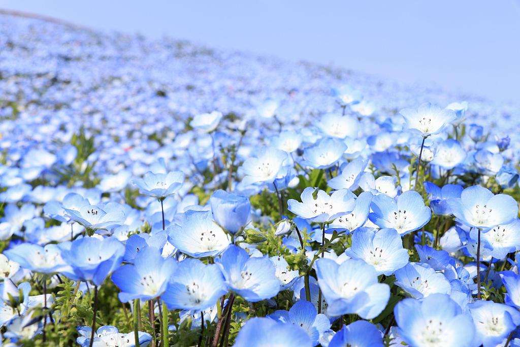 日本日立海滨公园粉蝶花盛开 蓝色花海引人沉醉