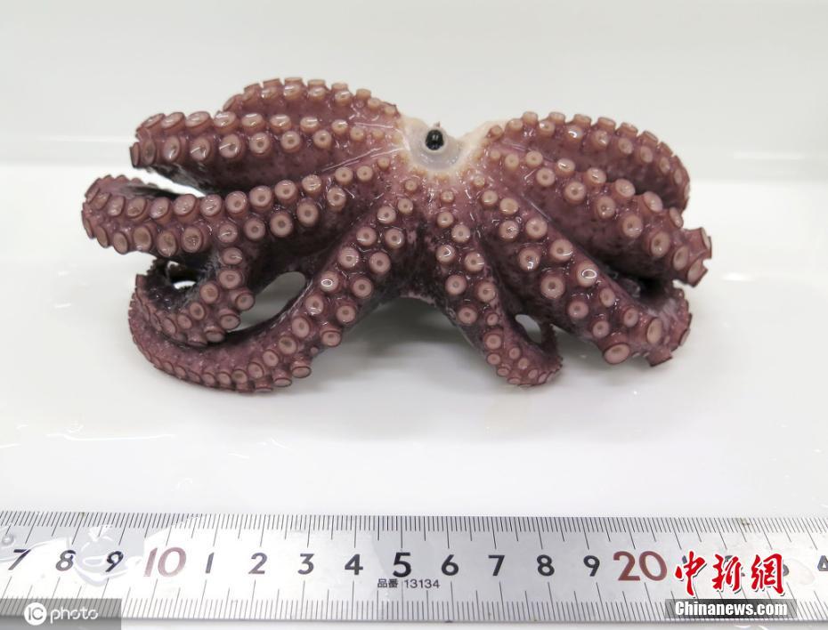 日本沿海现变异九足章鱼