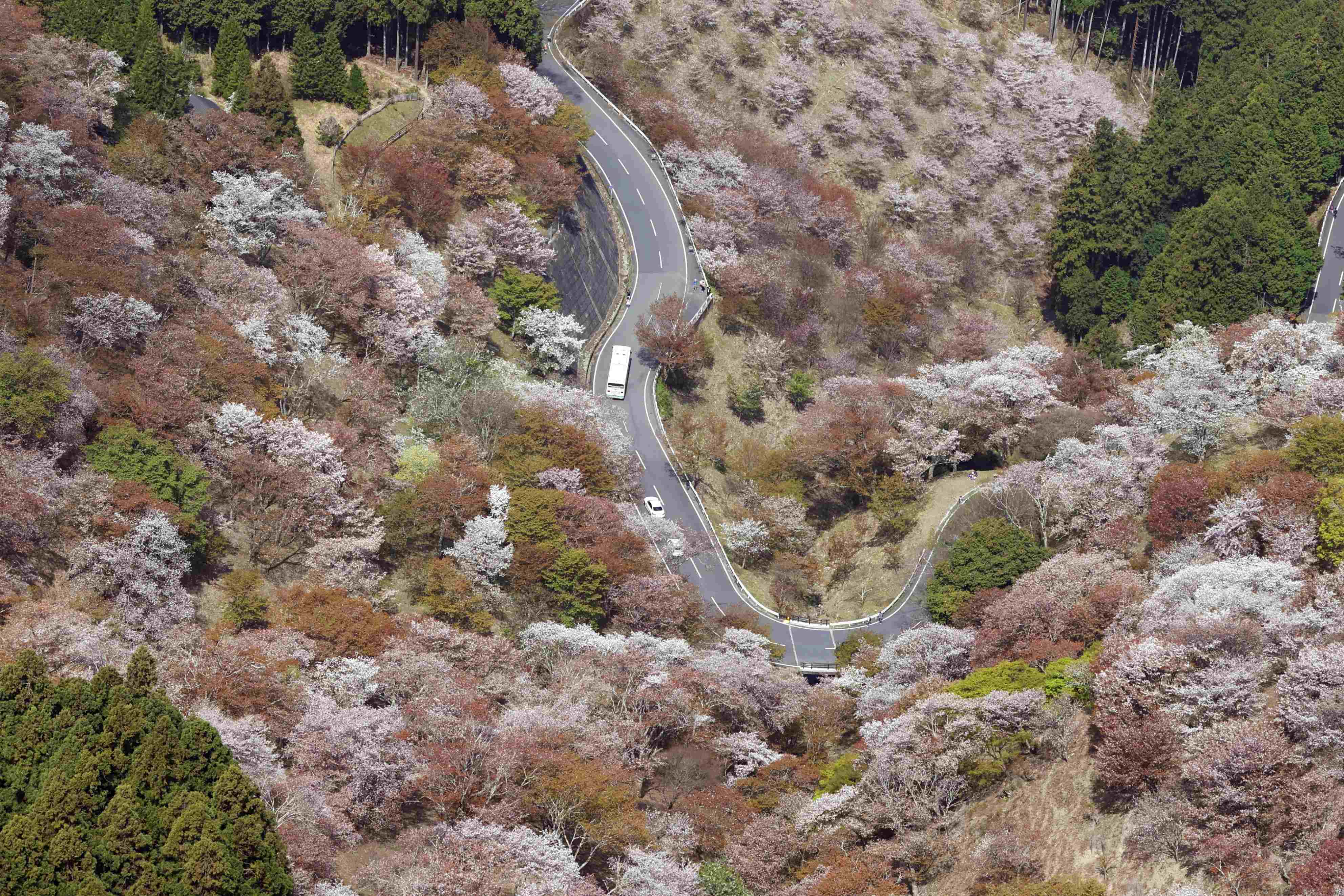 漫山遍野粉色海洋俯瞰日本奈良吉野山樱花盛放