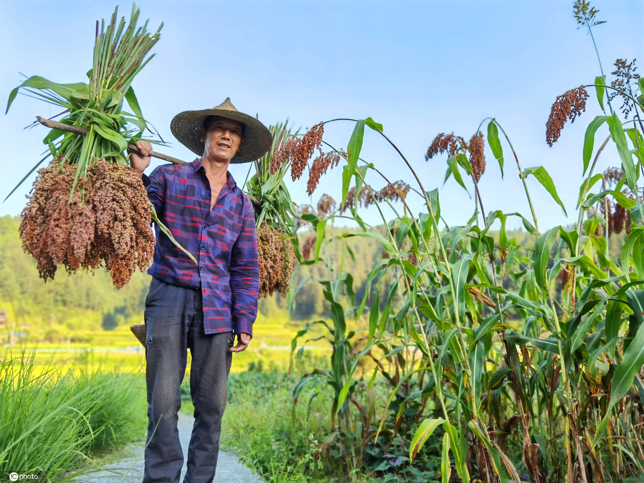 世界粮食日在即 看我国粮食连年丰收农民笑开颜