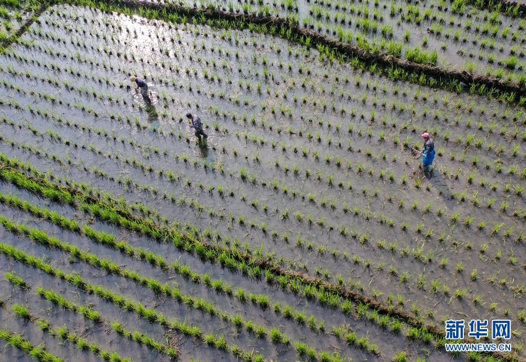 浙江景宁:山区冷水茭白种植忙