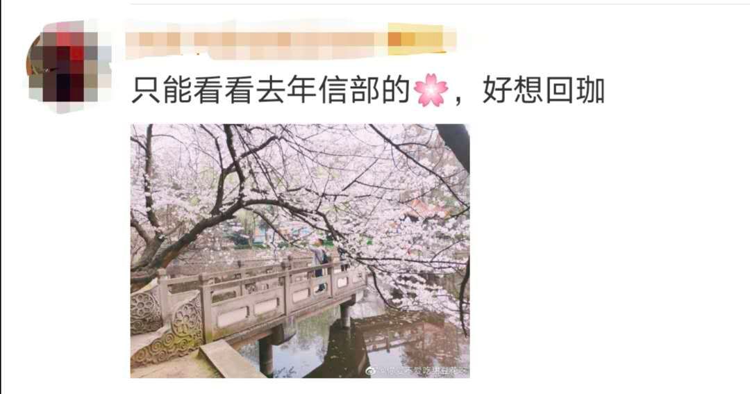 武汉大学的樱花开了！网友：突然想哭