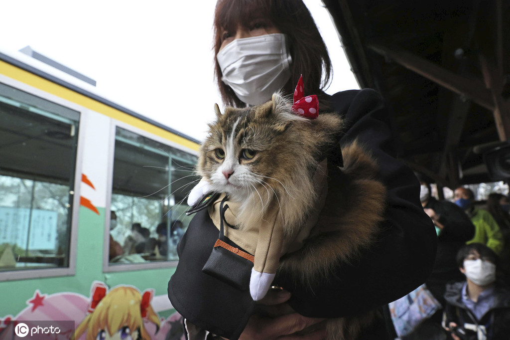 和人类抢饭碗!日本福岛县车站猫咪"服务员"上岗