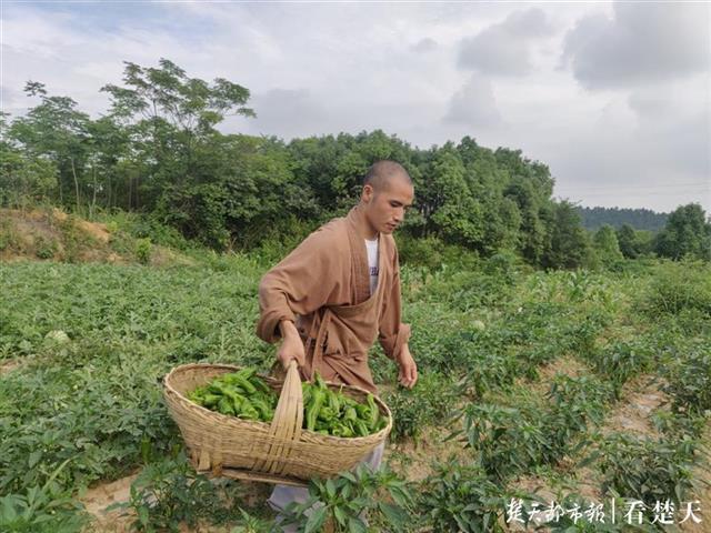 武汉寺庙佛系蔬菜走红，预约太火爆&quot;在线卑微求冷静&quot;