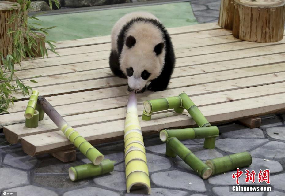 旅日大熊猫宝宝枫滨半岁了收获竹子礼物