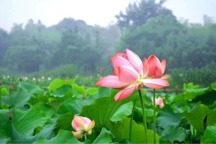 赏荷的旺季就要到了,那时,整个大慈岩镇都将成为莲花的世界,无尽的