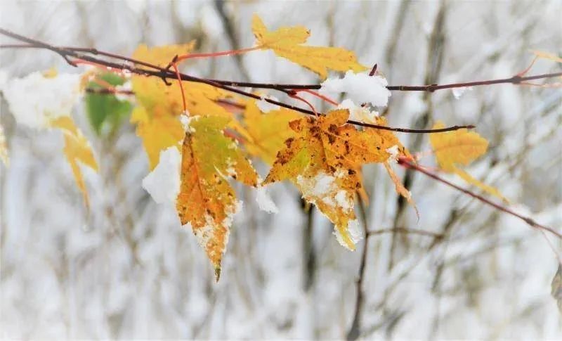 第一场雪来啦！多地解锁雪景模式