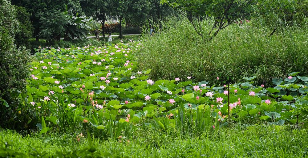 经过科学治理,生物多样性显著提升,海珠湿地维管束植物从379种增加到