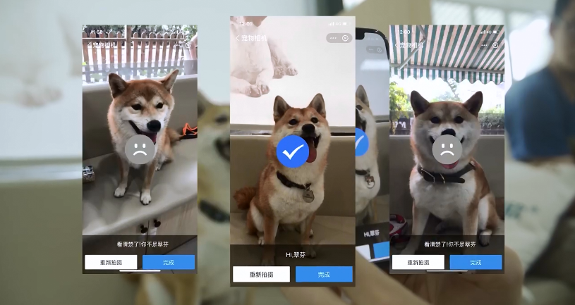 支付宝开放宠物鼻纹识别技术 狗子和喵星人也能"刷脸"投保了
