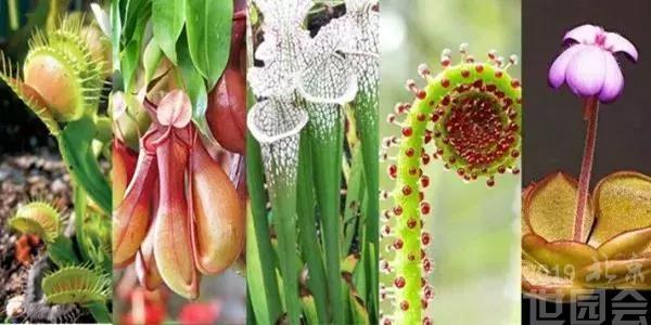 北京世园会 植物馆食虫植物展即将开幕 北京旅游网