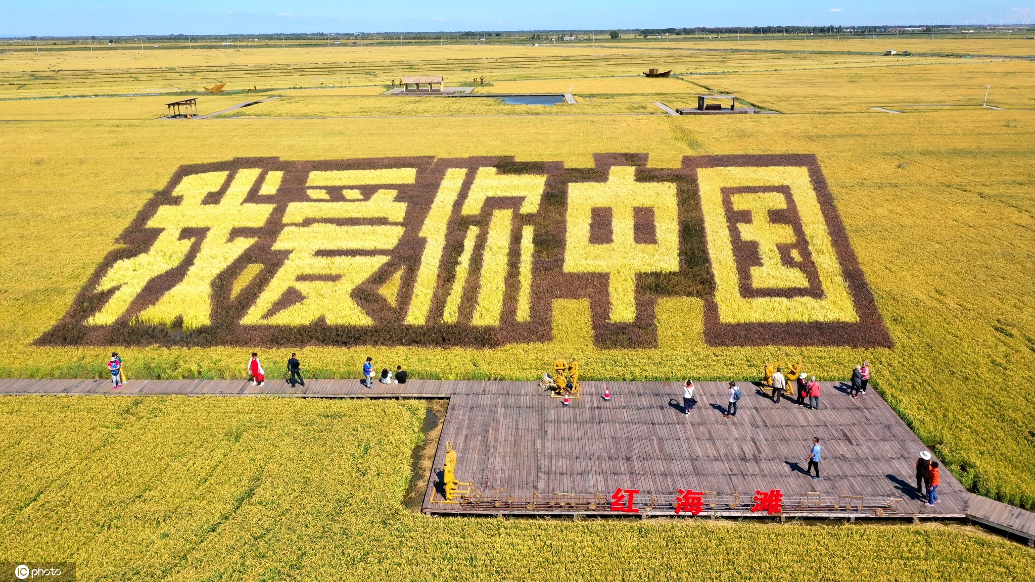 辽宁大连现"我爱你中国"稻田画