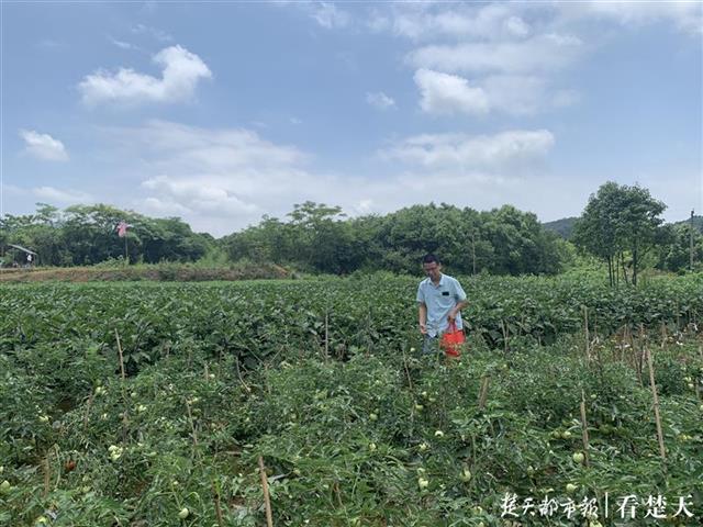 武汉寺庙佛系蔬菜走红，预约太火爆&quot;在线卑微求冷静&quot;