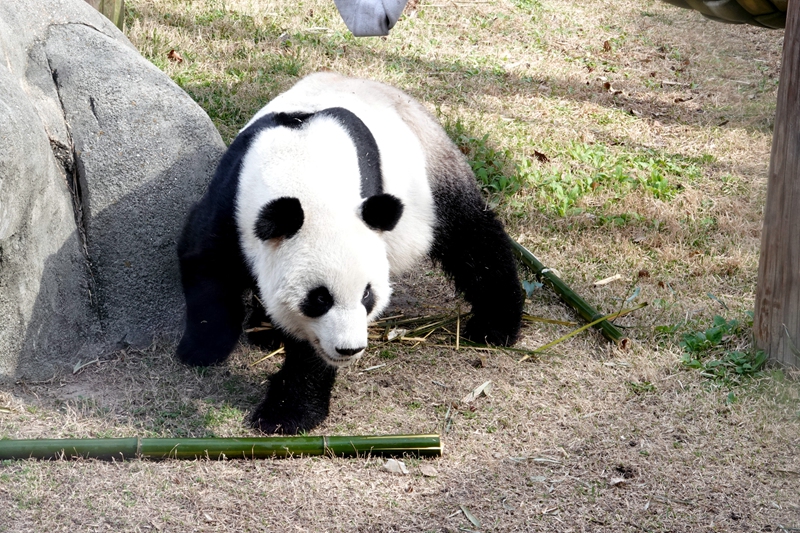 太萌了!美国孟菲斯动物园大熊猫津津有味啃竹子