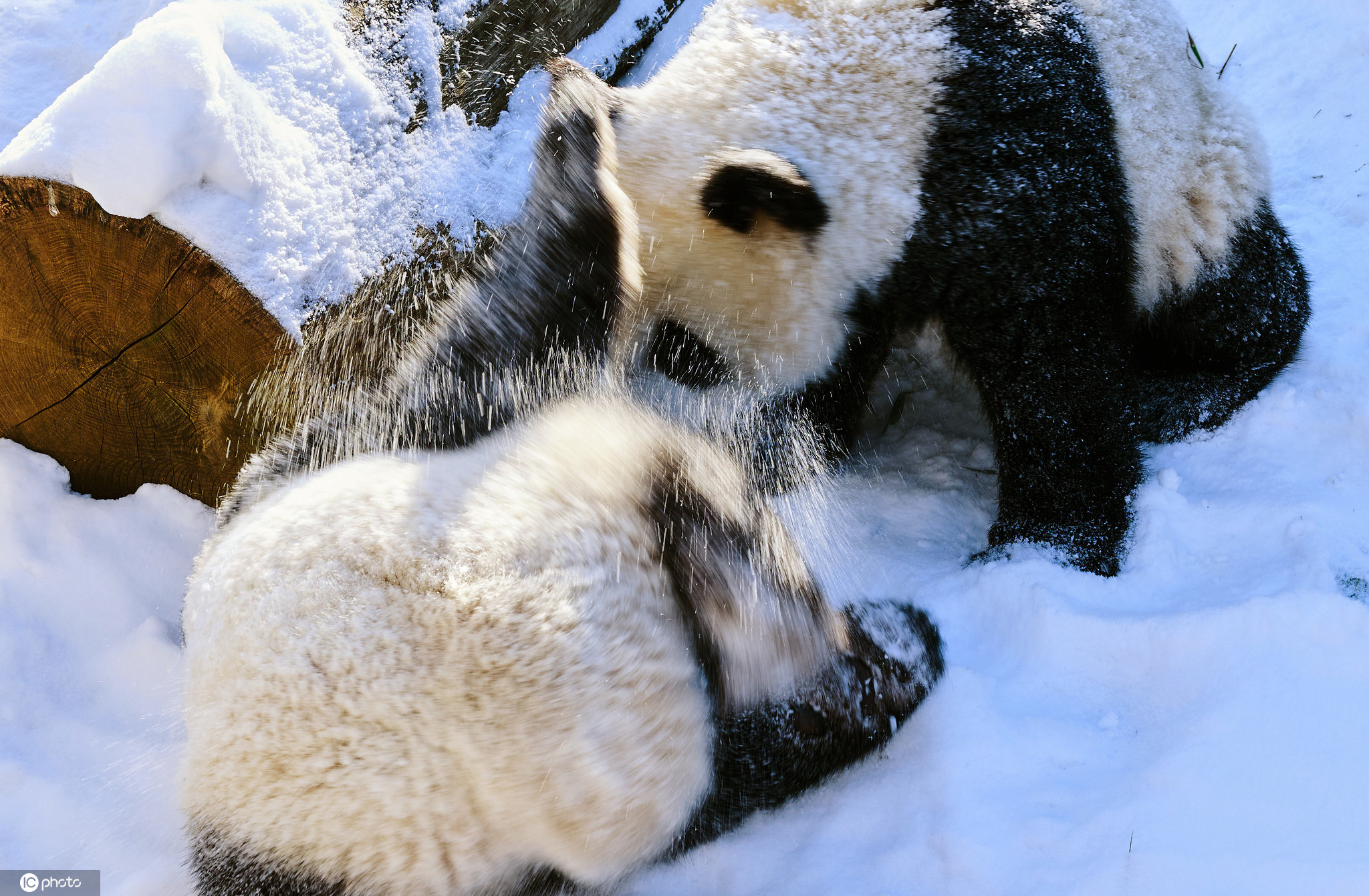 柏林动物园大熊猫雪地里开心撒欢