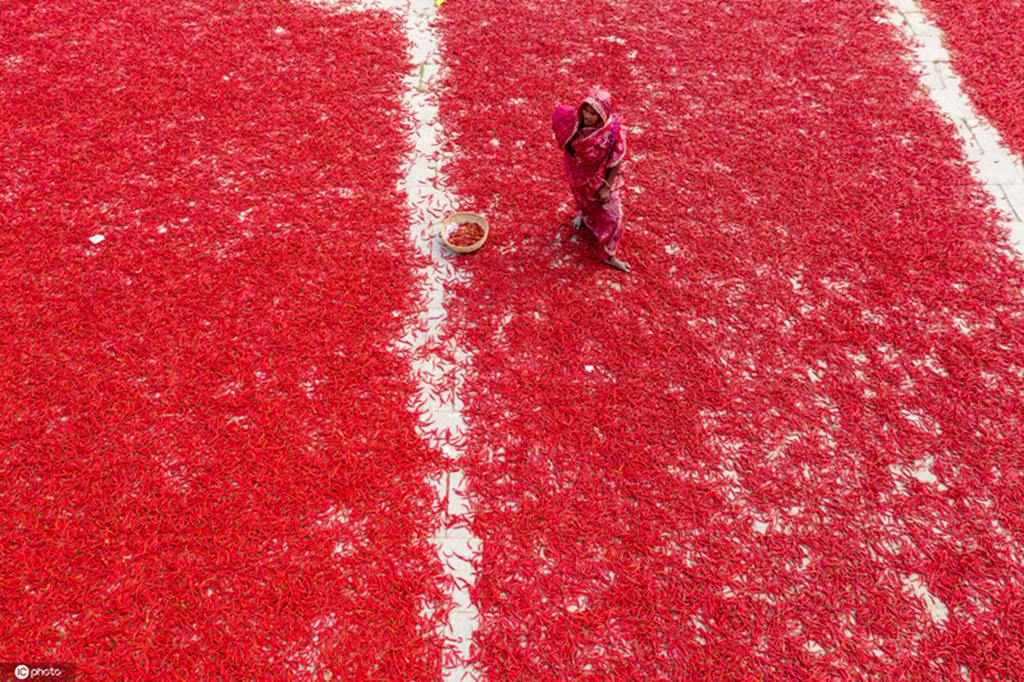 孟加拉国农民晾晒红辣椒 色彩鲜艳如铺上红地毯