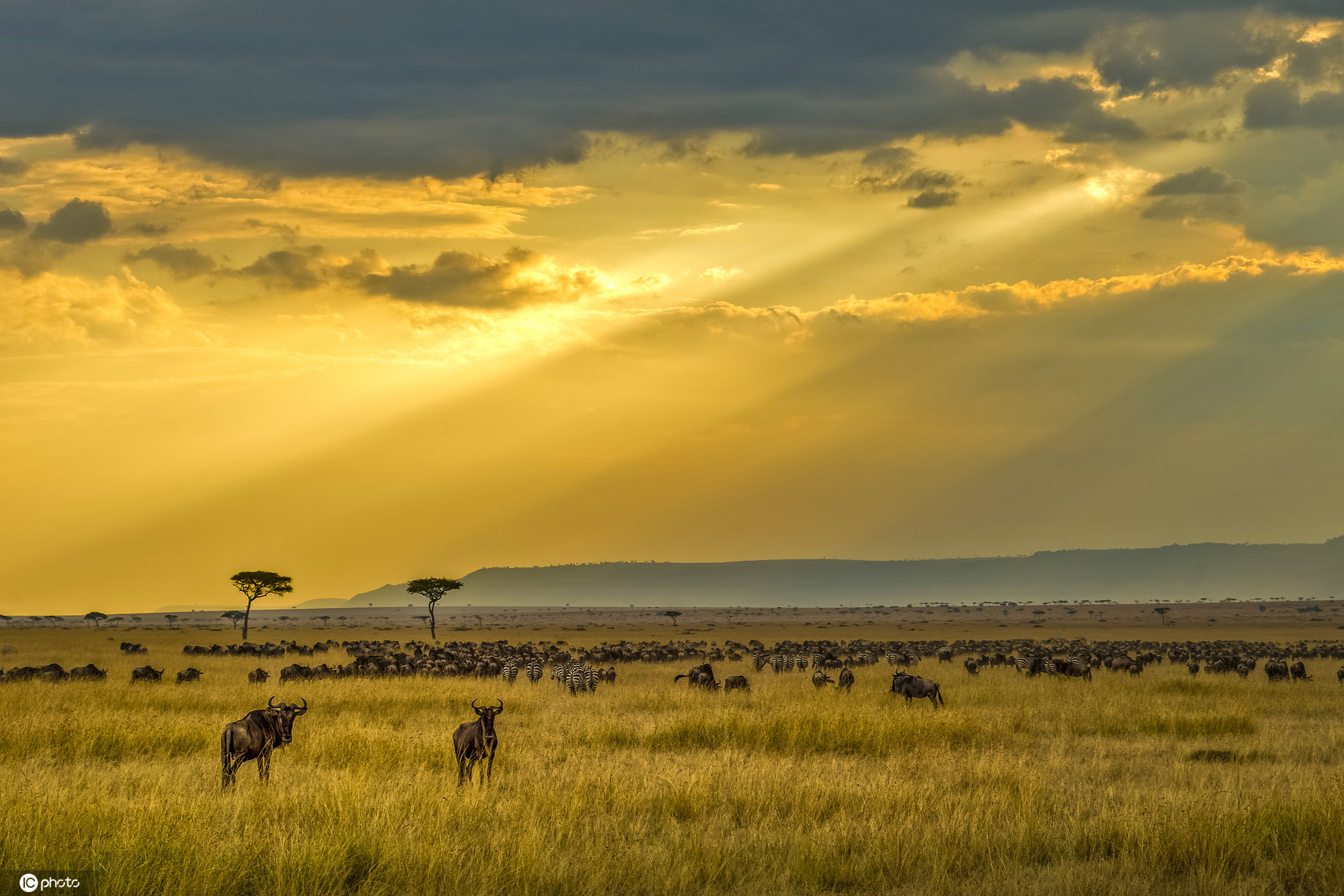 肯尼亚马赛马拉大草原风光掠影 光线明媚美如画卷