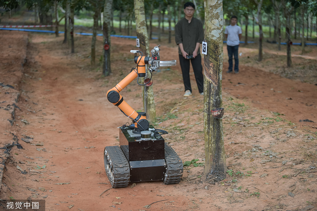 海南澄迈:割胶机器人胶林间穿梭作业忙