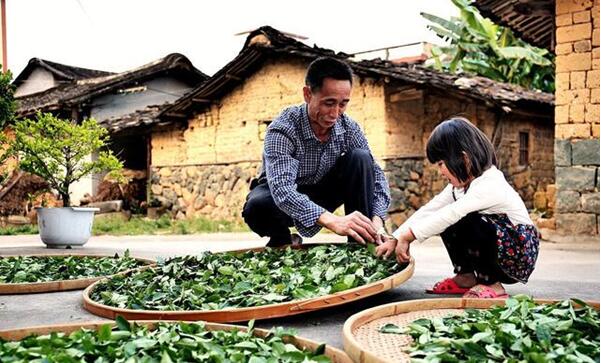 拼多多“新品牌计划”深入茶产业带