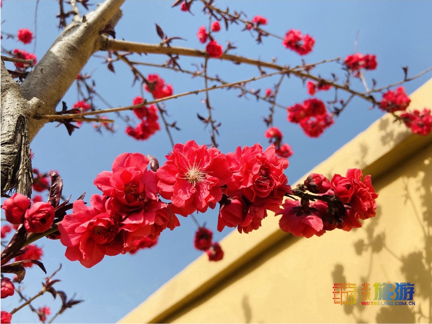 Цветение сливы в Пекине- конец февраля до апреля