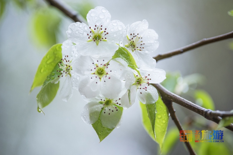 Распускающие цветы грушевых деревьев-март до апрель