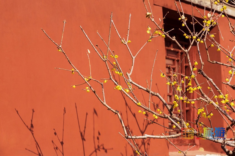 花の香が漂う北京を歩く旅：梅の花篇