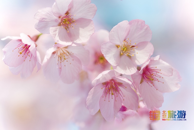 Profitez des fleurs le long de la ligne de Xijiao