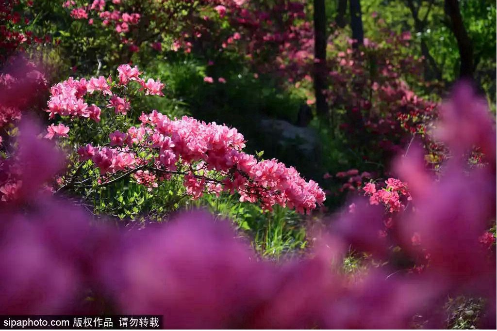 Profitez des fleurs du printemps à bord du train de la ligne S5, la « coqueluche d’Internet »