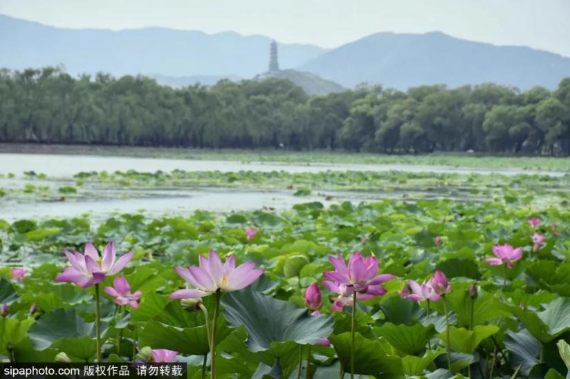 Summer Palace