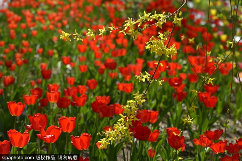 郁见美好 第十二届北京郁金香文化节来啦 北京旅游网