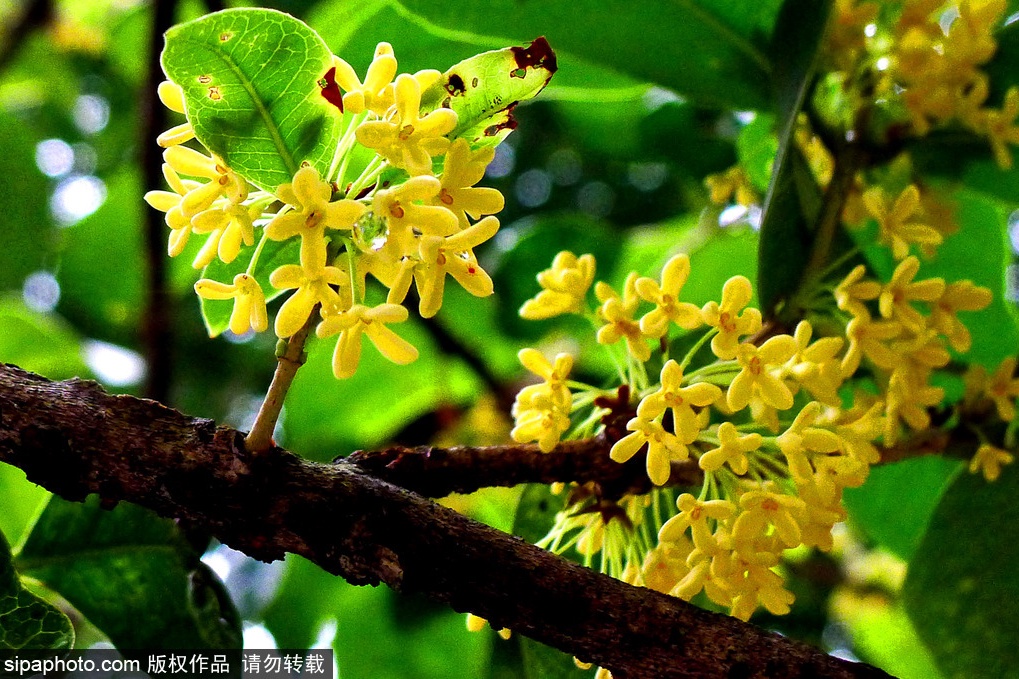 Edible Flower Sweet Osmanthus As Mysterious Ingredient